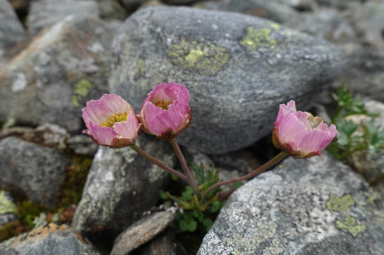 Jääleinikki. Kuva: Jouni Laaksonen.