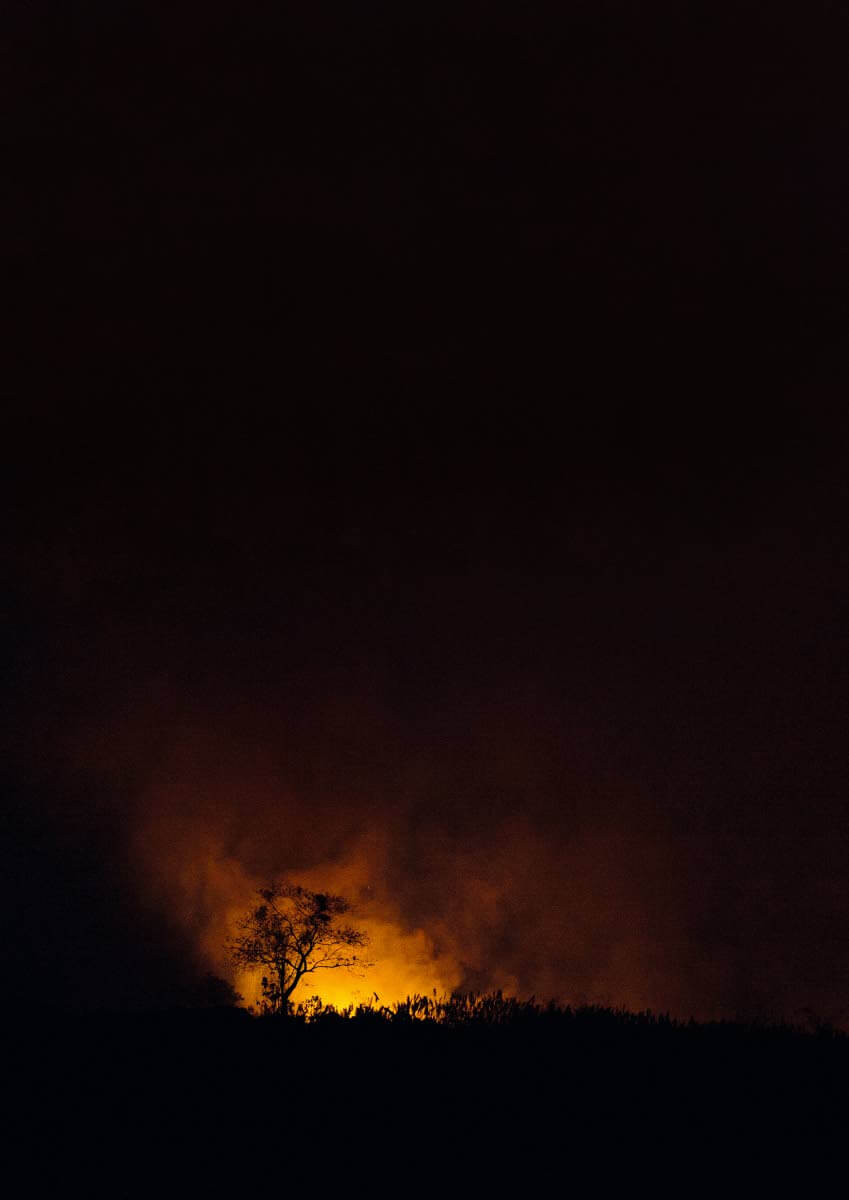 Viidakon vehreys ja lajien monimuotoisuus yllätti. Vaikka maa palaa täysin poroksi, on se vuoden päästä täysin ennallaan