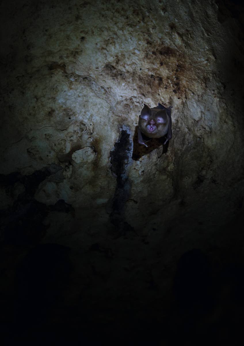 Polun varrella päästiin tutkimusmatkalle luolaan, jonka katossa roikkui päiväunilla söpö lepakon poikanen