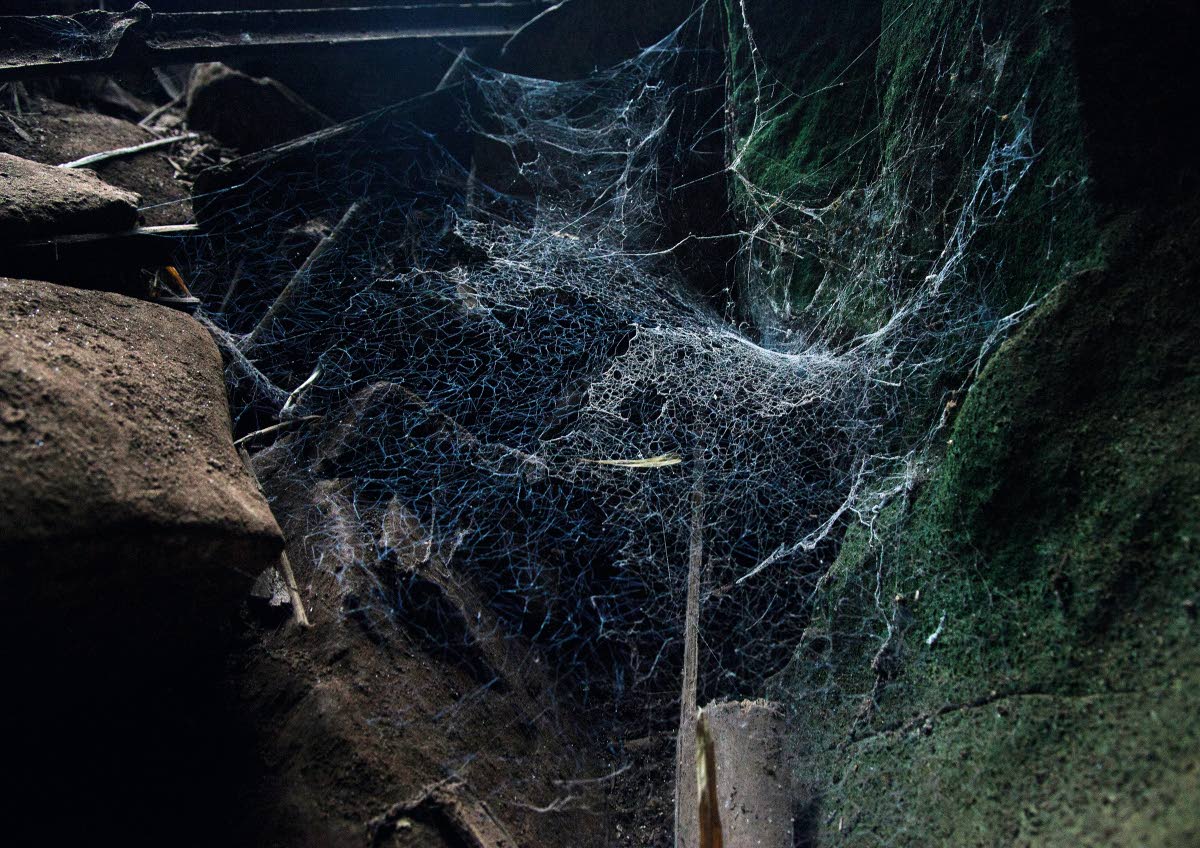 Pelottavatko hämähäkit?,Ketterä oppaamme Ice kipusi tauolle puunoksalle