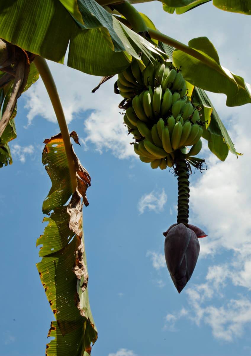 Kolmen päivän viidakkovaelluksella tapaa viidakon eläimien lisäksi myös kylien koiria.