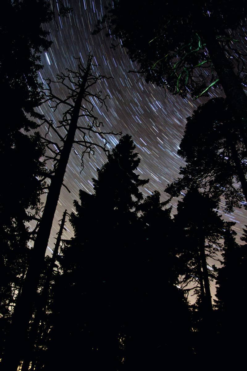 Multiharjun ikimetsää maaliskuun yössä