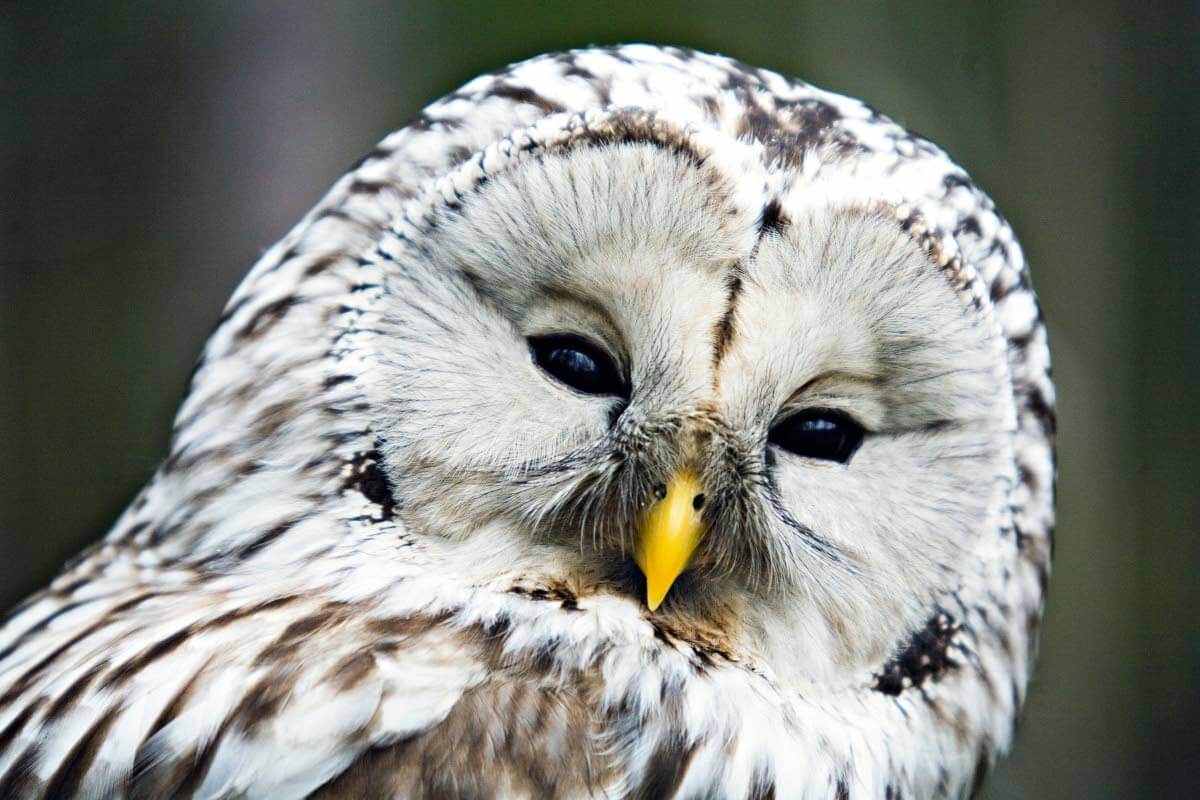 Viirupöllöä esiintyy Tyyneltä valtamereltä Venäjän poikki Skandinaviaan, Suomessa runsain etelä- ja keskiosassa maata