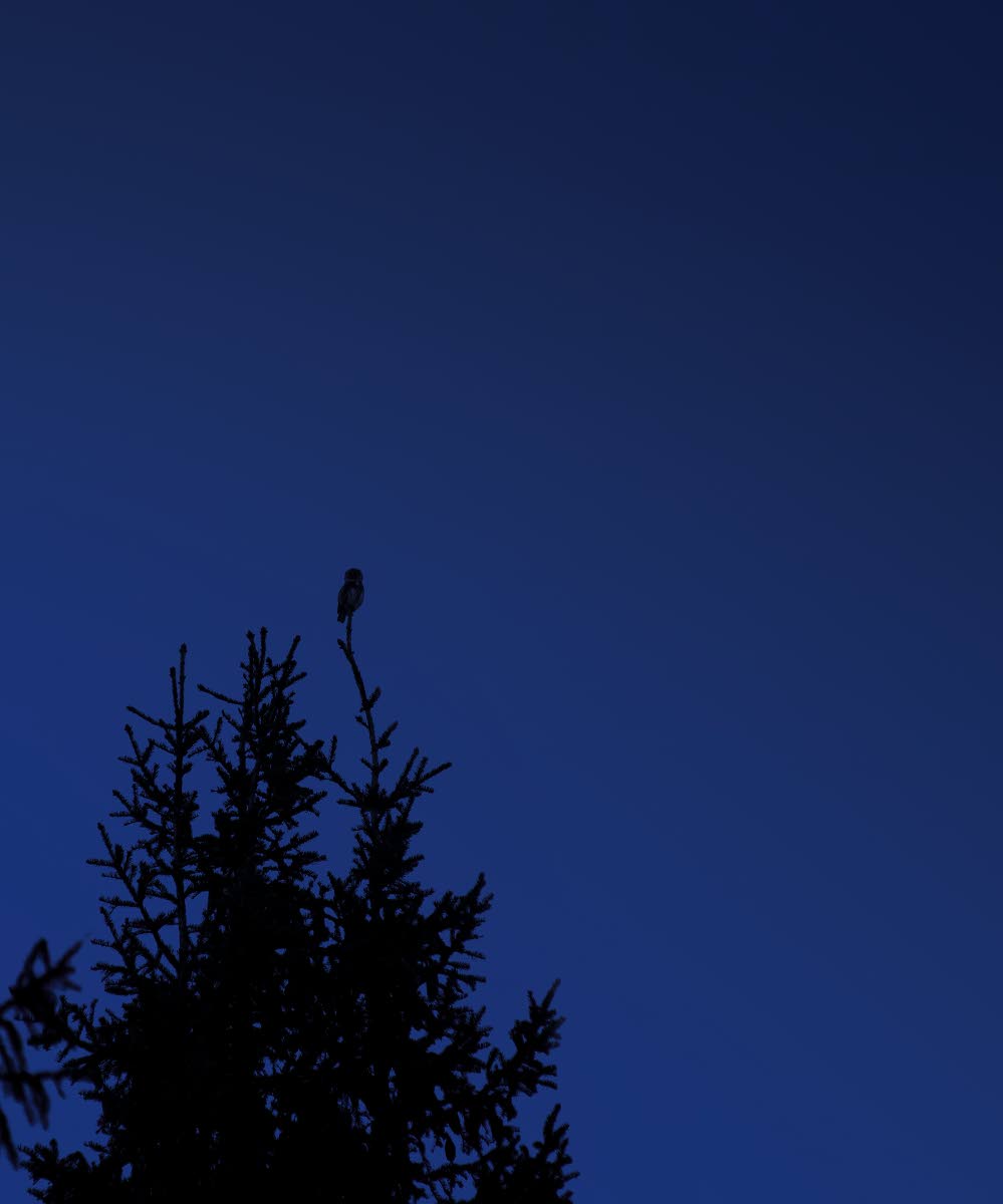 Varpuspöllö päivystää ja kuuluttaa reviiriään