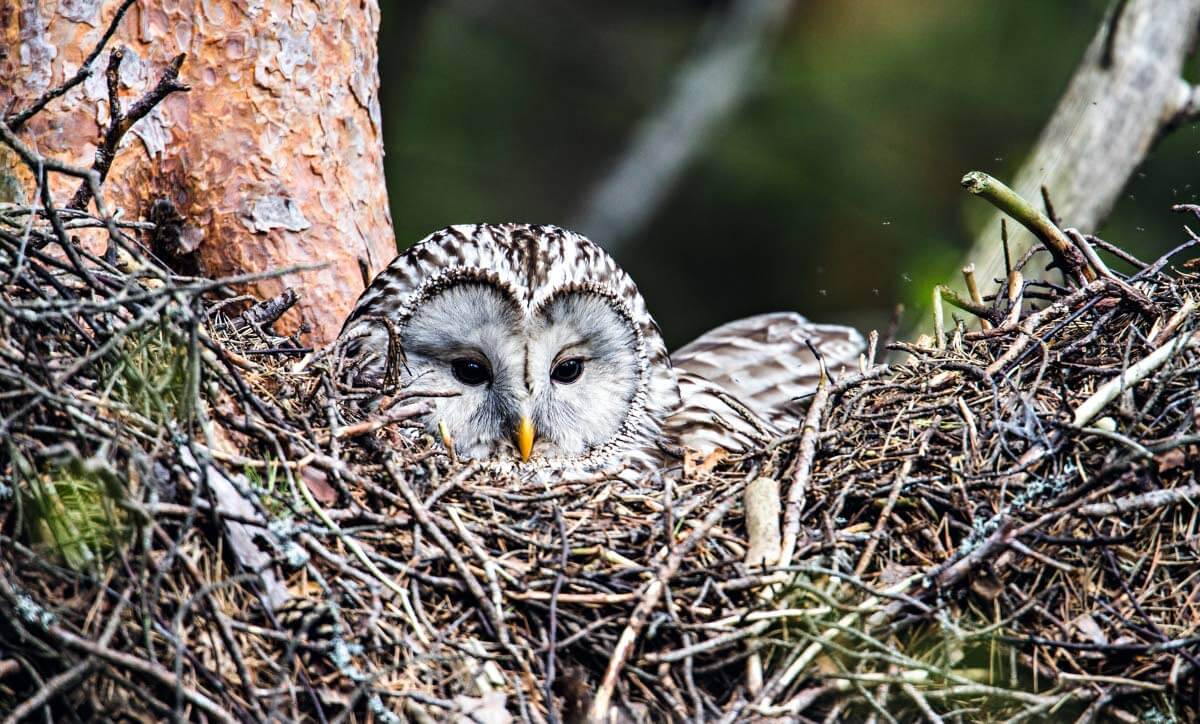 Viirupöllö hautoo vanhaan kanahaukan tekemään pesään.