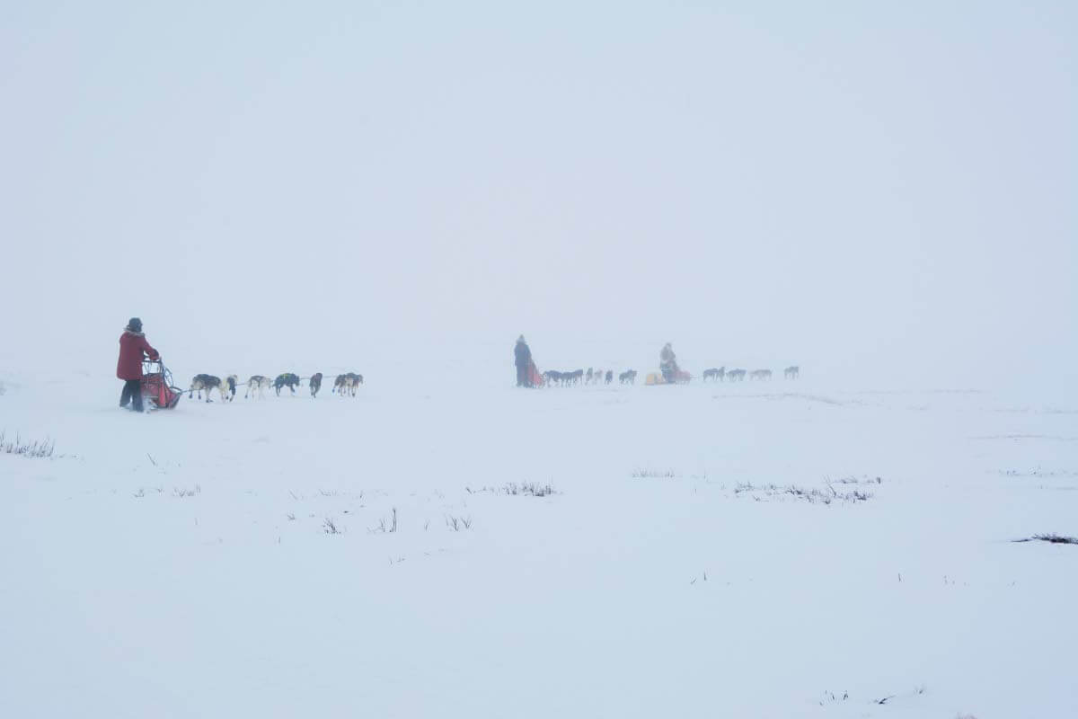 Koiravaljakot katosivat hetkessä sumuun Store-Rostahyttalla