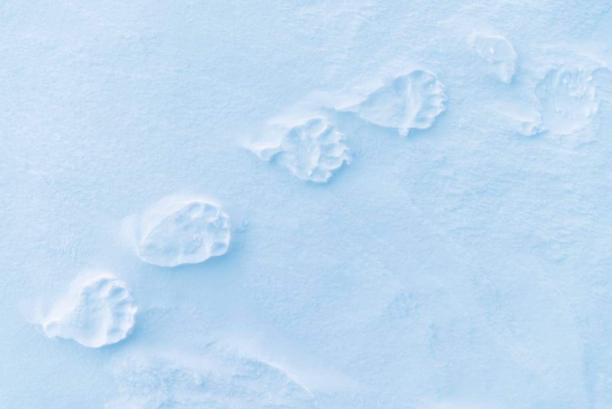 Jääkarhun jälkien näkeminen saa vilkuilemaan olkansa taakse