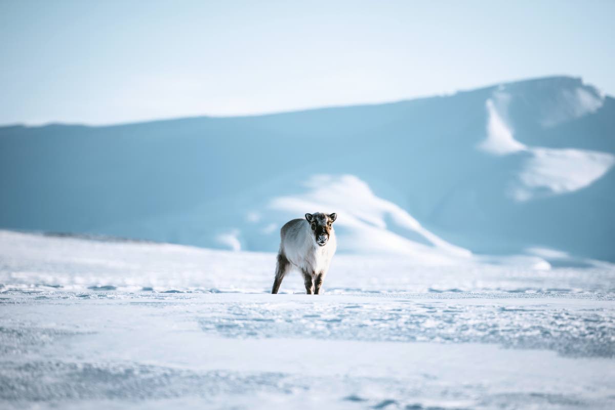 Huippuvuortenpeuroja tulee vastaan huomattavasti enemmän kuin ihmisiä