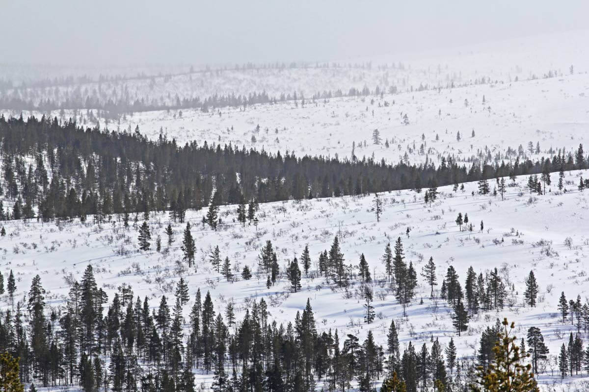 Metsänrajalla pienetkin erot maastossa muuttavat alueiden ilmastoa ja luontoa Lounaisrinteen peittää mäntymetsä, vastakkaisella puolella ollaan tunturissa. Tämä tekee luonnossa liikkumisen niin kiehtovaksi.