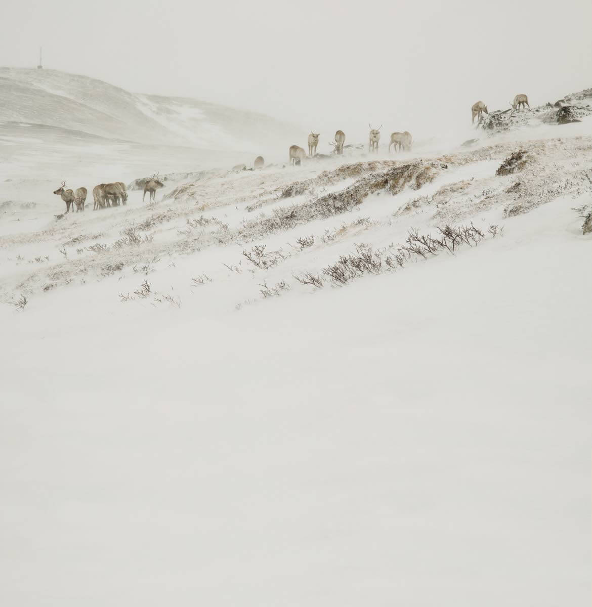 Niukka lumitilanne suosii porojen ruokailuhetkeä. Tuulikaan ei niitä hetkauta, vaikka hiihtäjät hakeutuvat jo sisätiloihin