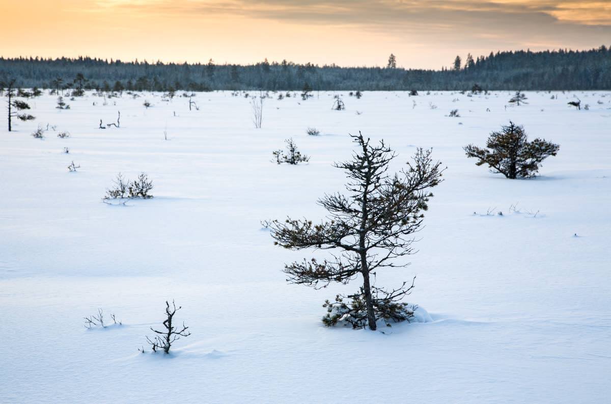 Niukkaravinteisen keidassuon männyt voivat olla kokoonsa nähden hyvinkin iäkkäitä