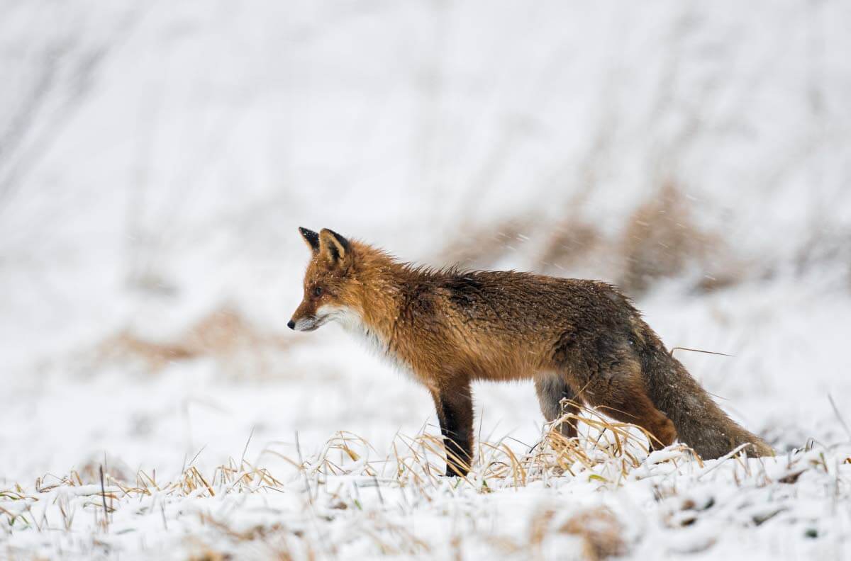 Nuori kettu tarkkailee talvista suota