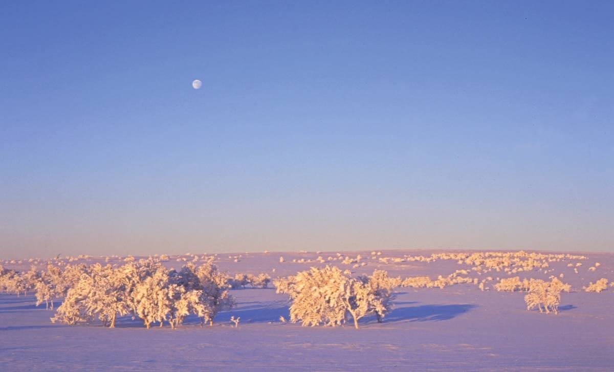 Paljakan rajalla tunturikoivikko on harvaa. Kuva: Matti Mela