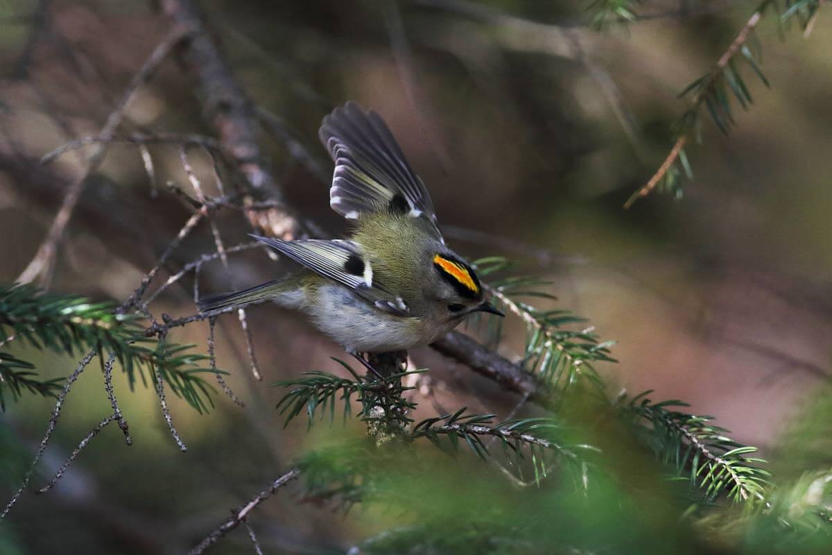 Hippiäisellä on talven taittamiseen vain kaksi yhtä huonoa vaihtoehtoa – ja siksi molemmat säilyvät. Kuva: Pertti Koskimies.