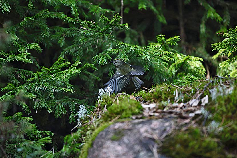 On ihme, että talven yli voi ylipäänsä sinnitellä lintujemme lilliputti, vain viisigrammainen hippiäinen. Kuva: Pertti Koskimies.