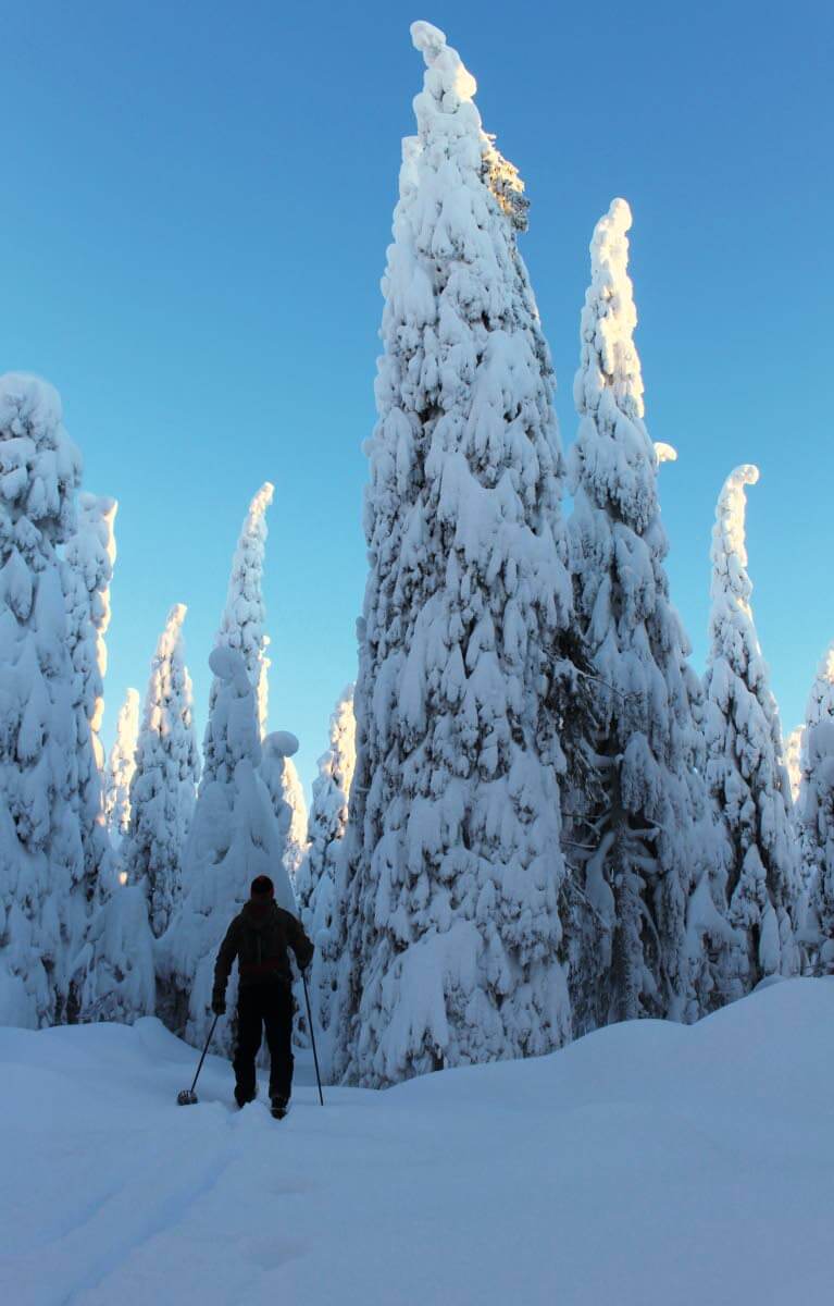 Umpihankihiihtäjän mainio kulkuväline on pitkä ja leveä metsäsuksi. Kuva: Jouni Laaksonen.