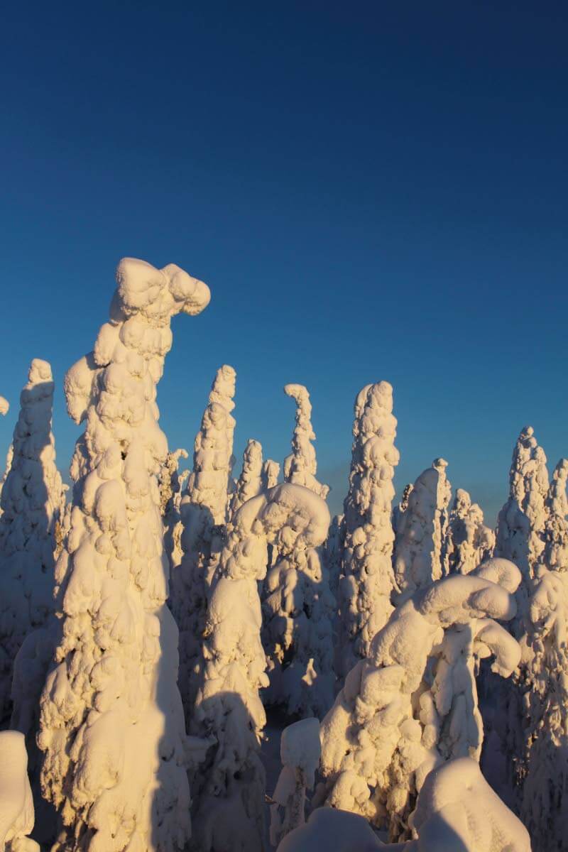 Kuva: Jouni Laaksonen.