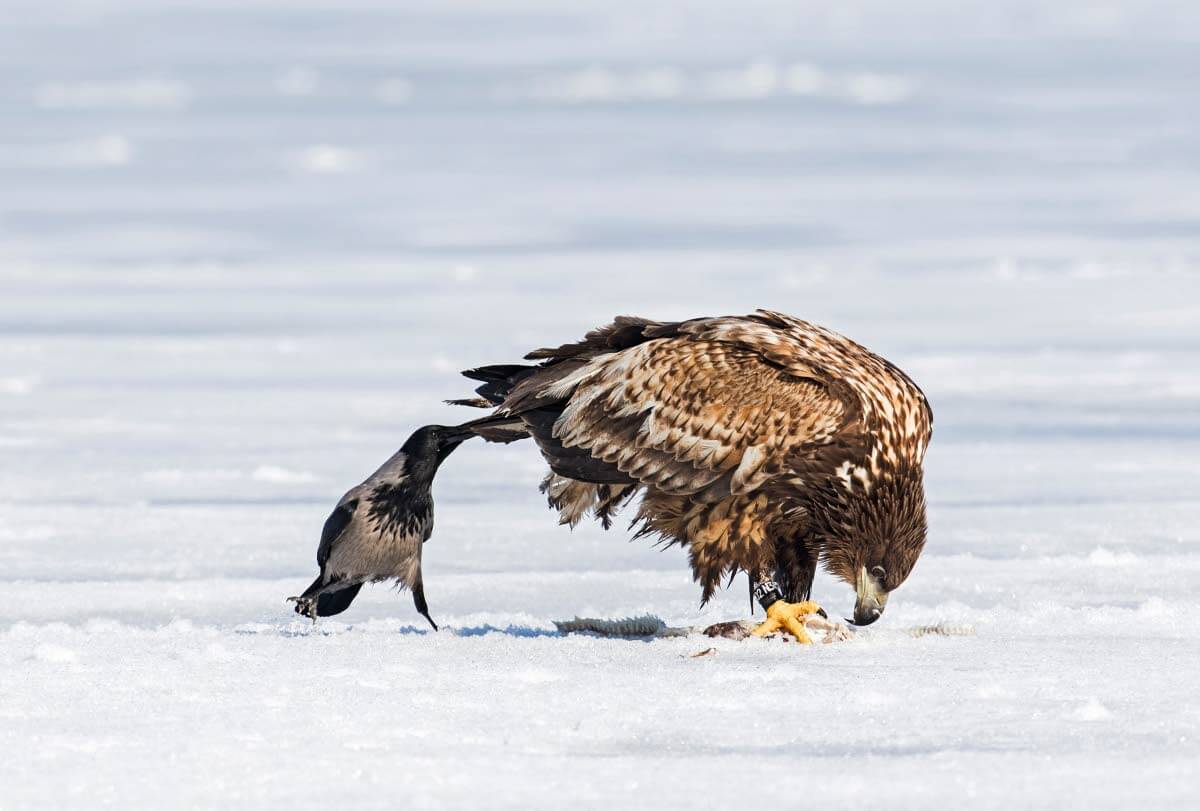 Varis härnää isompaansa