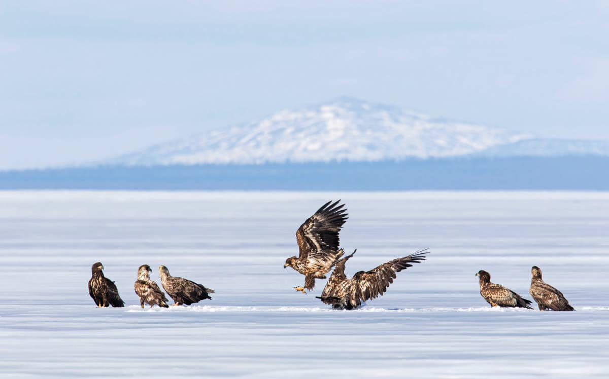 Merikotkia Lokan tekojärven jäällä. Taustalla pilkistävät Nattaset