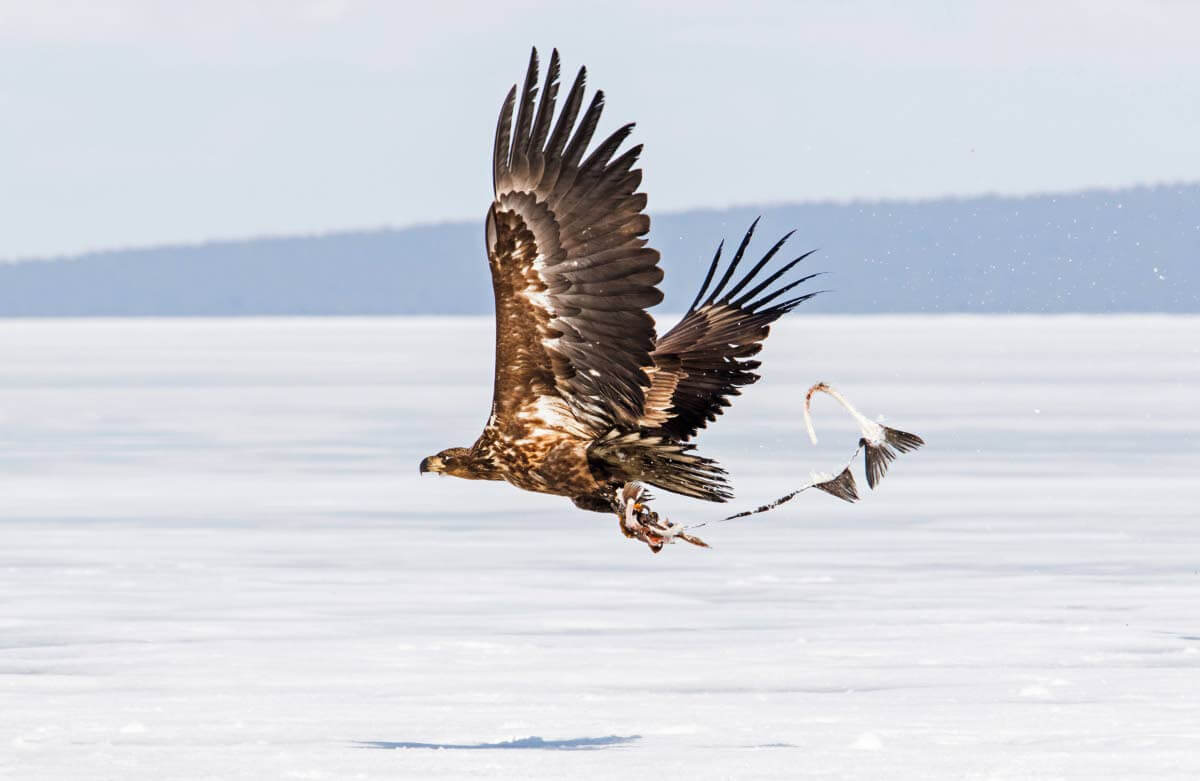 Merikotka on napannut kynsillisen haaskaksi tuotuja kalanperkeitä
