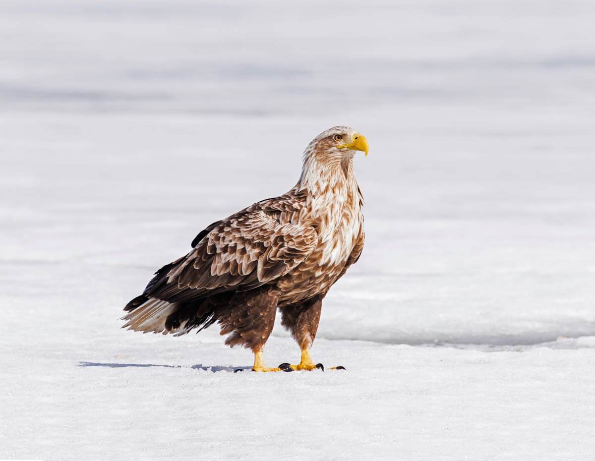 Vanha merikotka tarkkailee