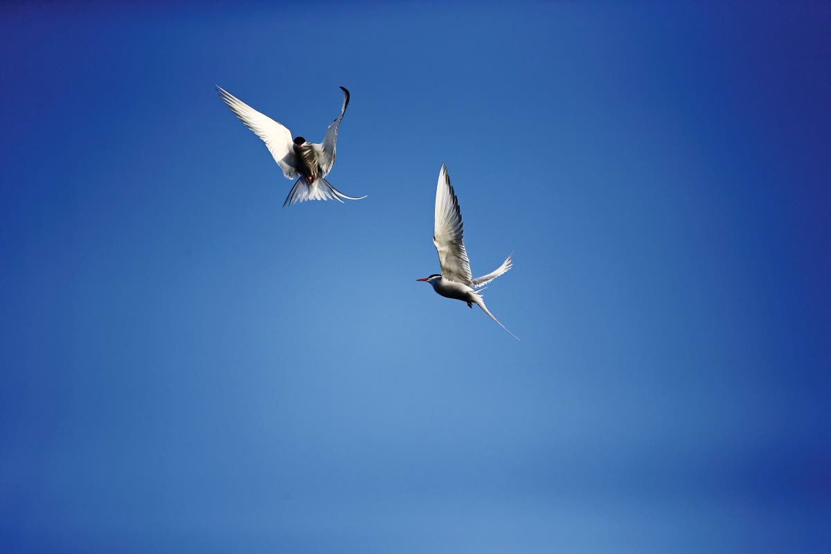 Lapintiirat kirkkaalla kevättaivaalla