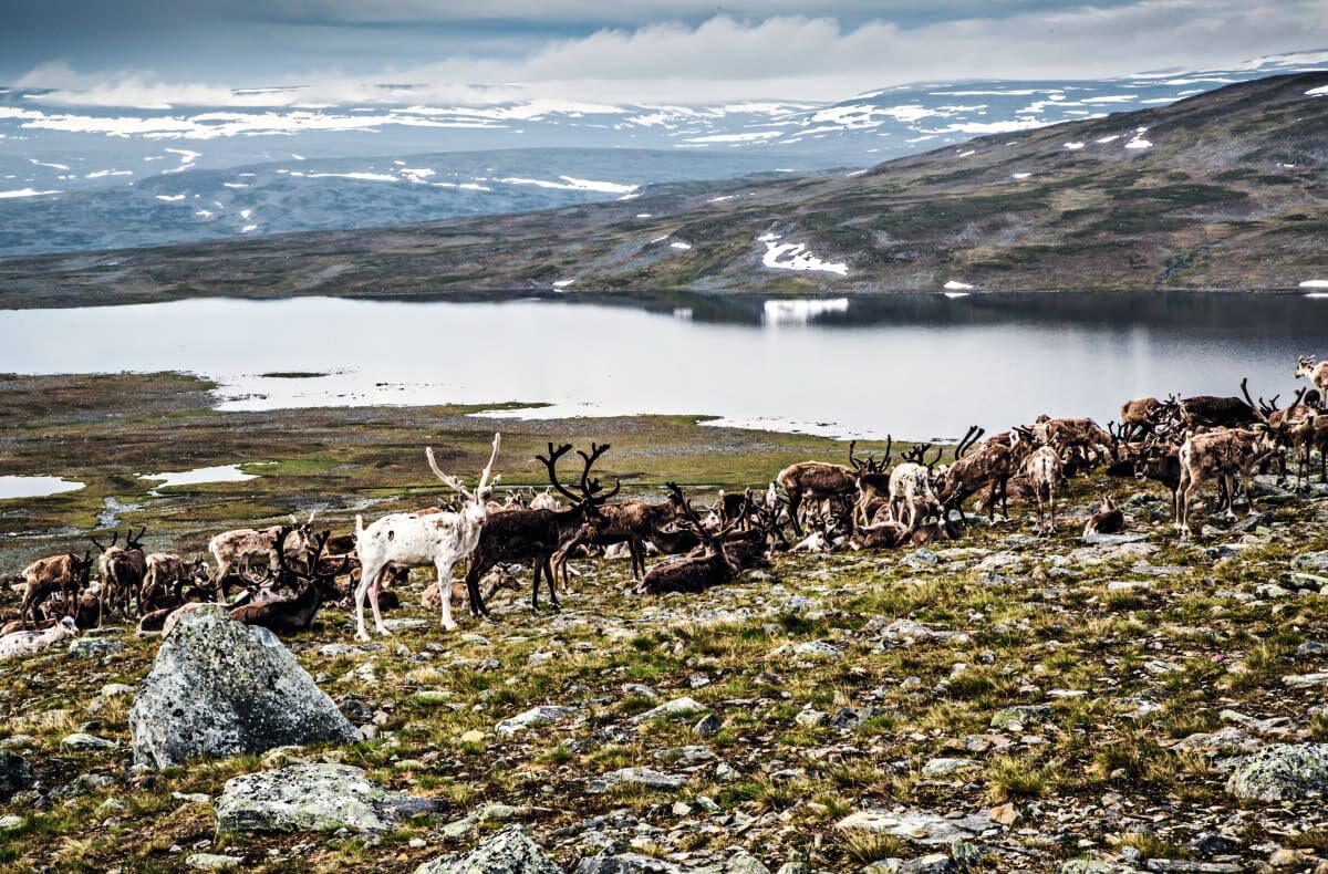 Kaijukan kylän porotokkaa Yliperän kesälaitumilla Haltin maisemissa. Lovttokielas, Pitsusjärvi (2015)