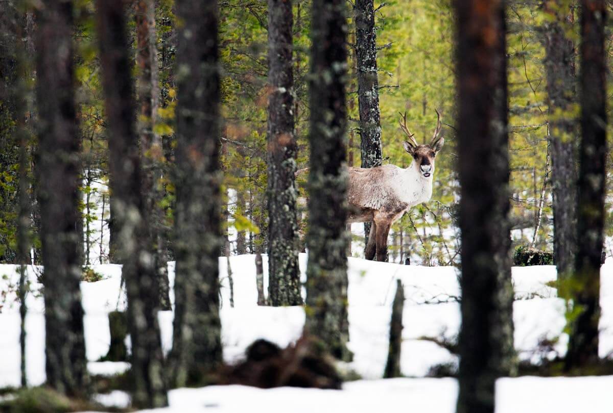 Metsäpeurat ovat palanneet Salamajärven kansallispuistoon talvilaitumiltaan.