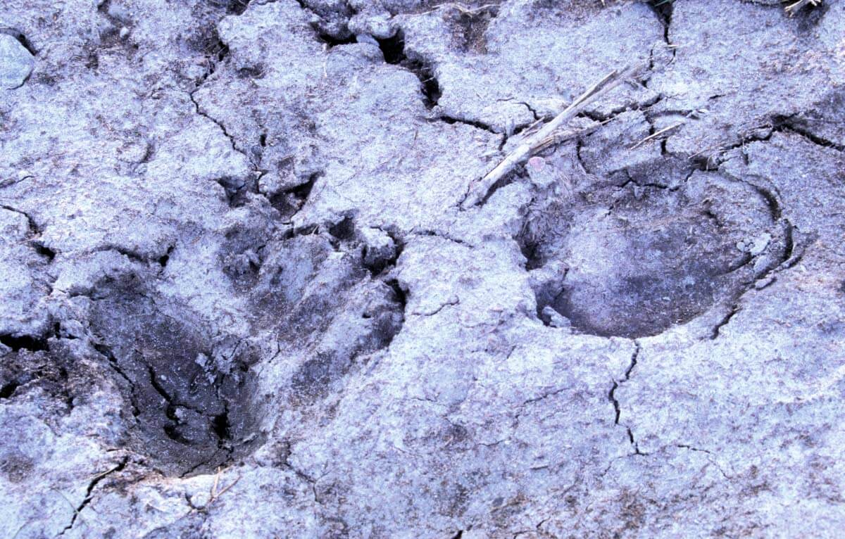 Karhun ja metsäpeuran jäljet vastakkain