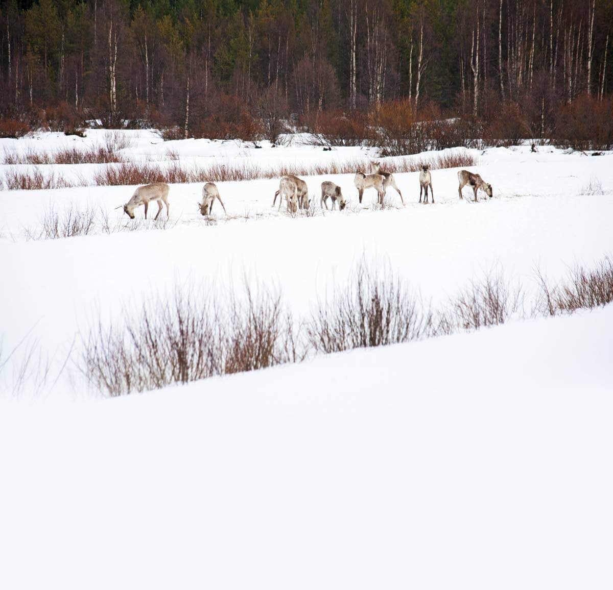 Metsäpeuroja pellolla ruokailemassa Kuhmossa
