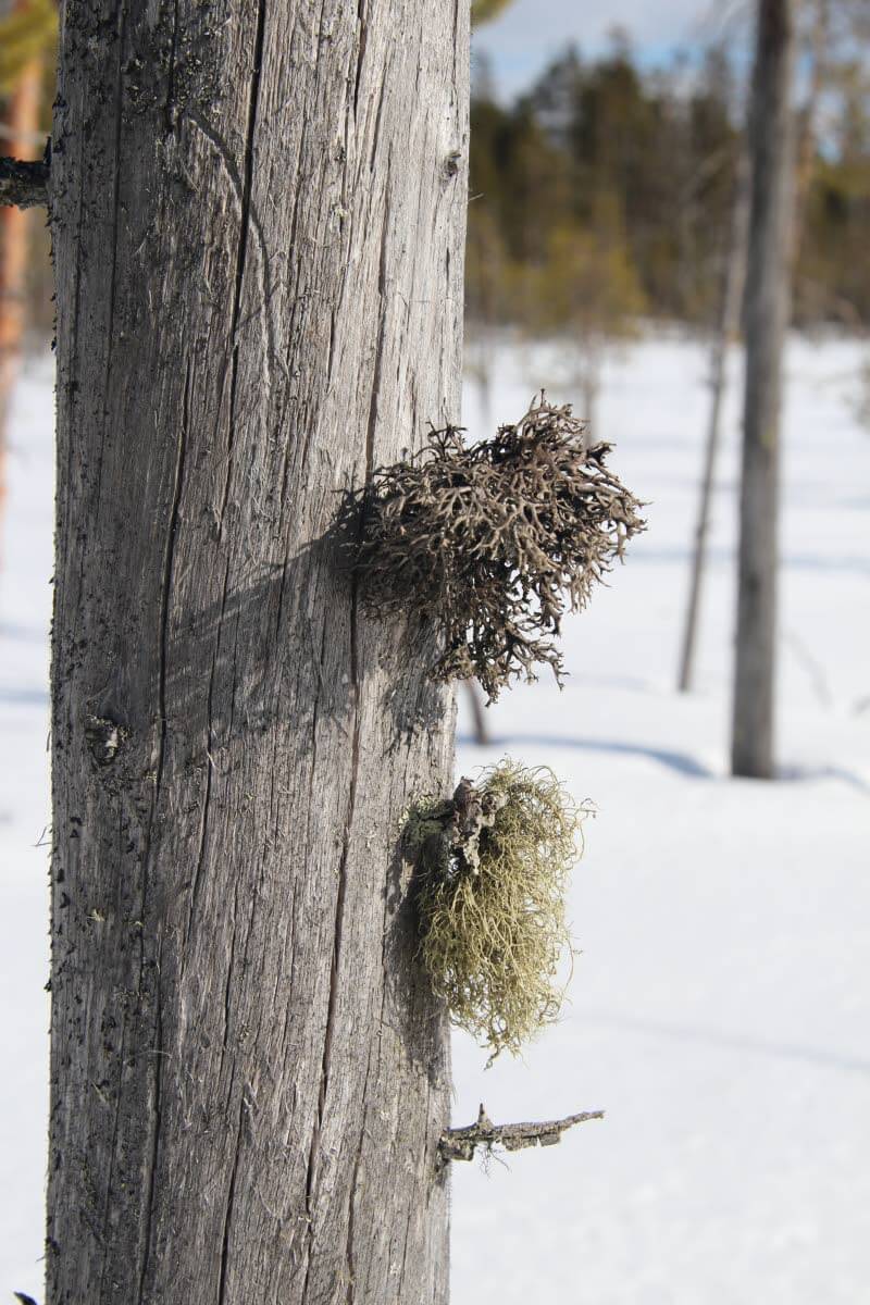 Luonnontilaiset luontokohteet ovat meille rakkaimpia.