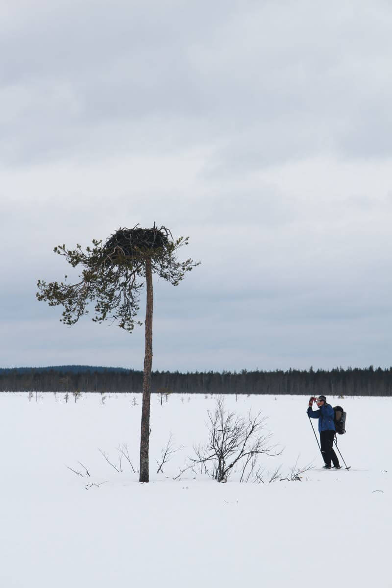 Kalasääsken pesä retken lopulla