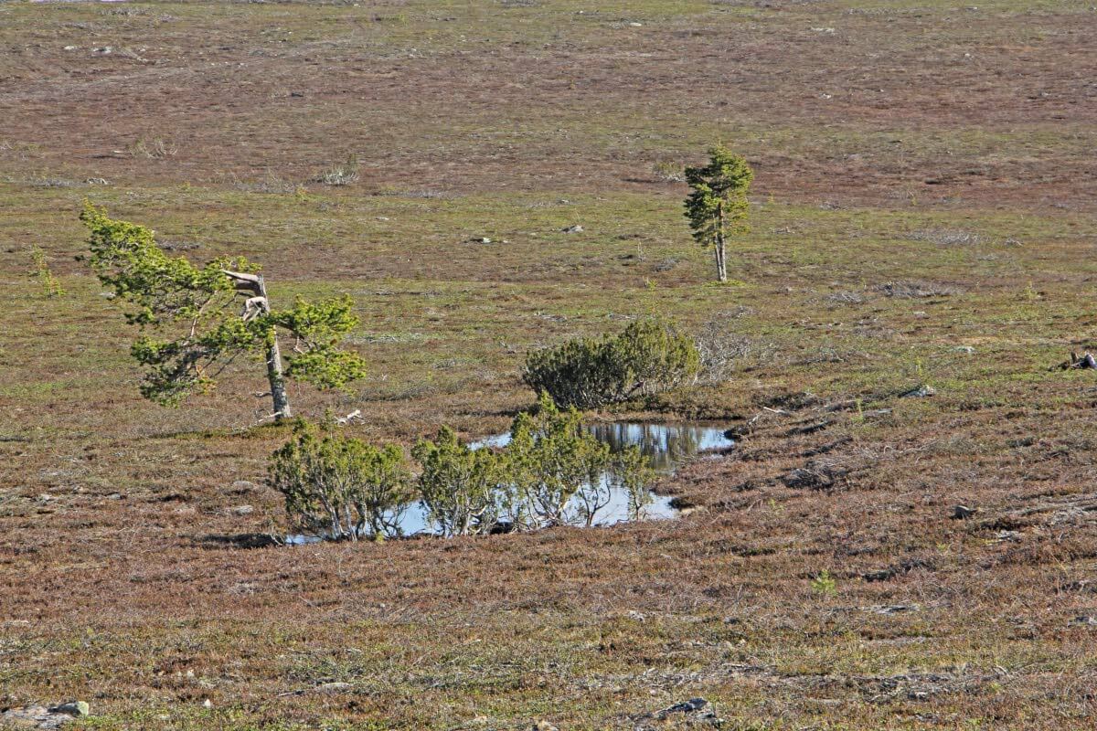 Pieni sulamisvesilampi riittää muuttamaan karun ja puuttoman tunturikankaan olosuhteita niin paljon, että lammen ympärillä kasvaa mäntyä, katajaa ja useita ruohovartisia kasveja. Kuva: Matti Mela