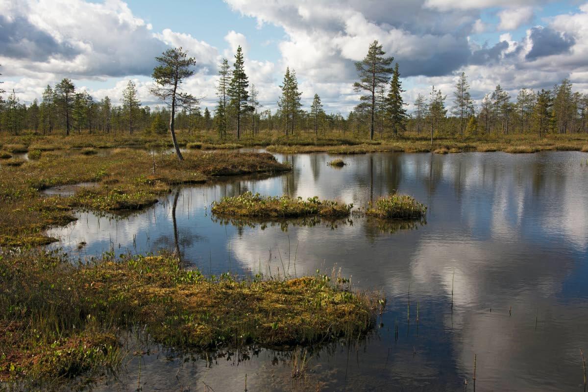 Rimmikot heijastavat taivaankuvia Viiankiaavalla. Kuva: Raija Hentman.