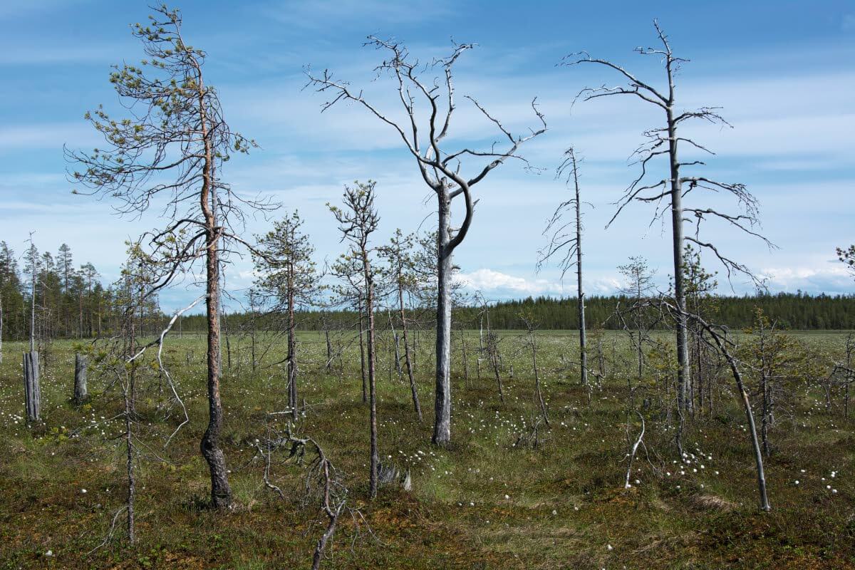 Aapoja reunustavilla rämeillä seisoo harmaantuneita kelon säippiä. Martimoaapa. Kuva: Raija Hentman.