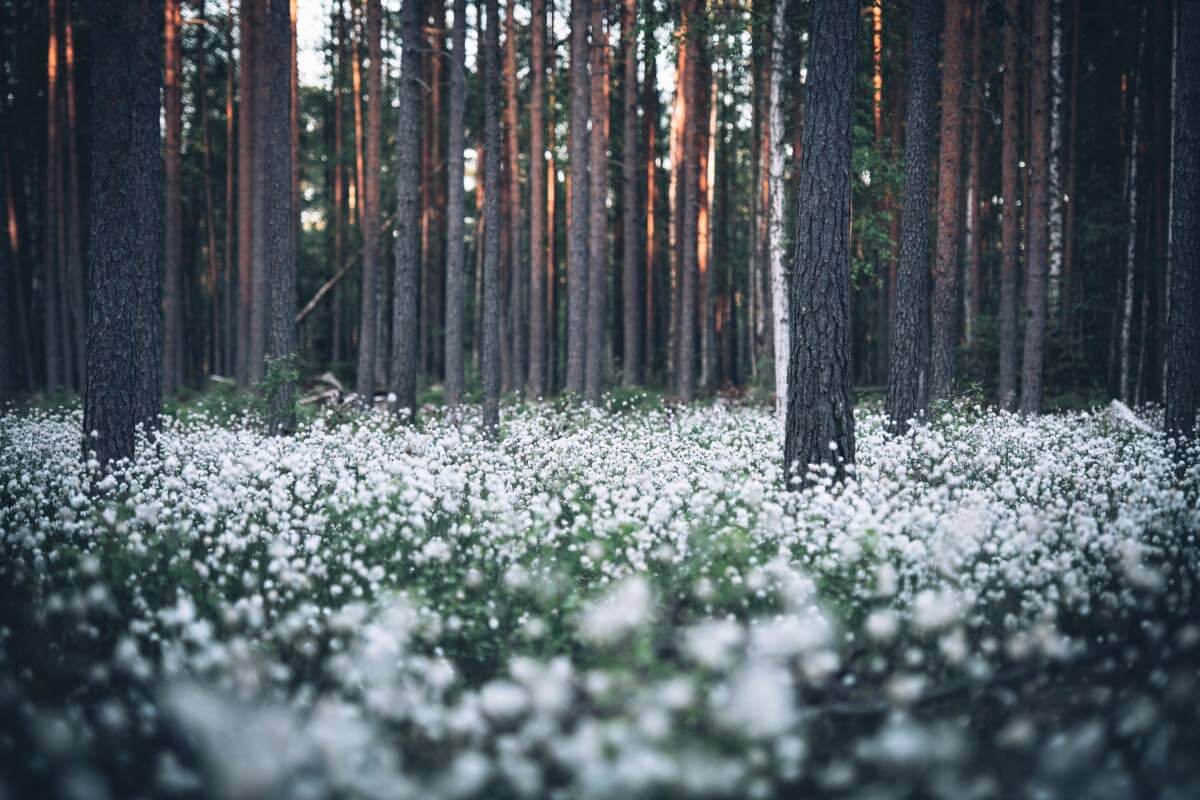 Alkukesän komeimmat tupasvillapellot löytyvät yllättävistä paikoista: ojien pientareilta, hakkuuaukioilta ja pohjoisessa jopa moottorikelkkaurilta. Näky on kuin satumetsästä, joka kukoistaa vain lyhyen hetken