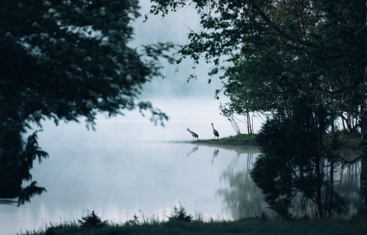 Liesjärven kansallispuiston yksi monipuolisimmista kohteista, Korteniemi, on kurkien suosikkialue