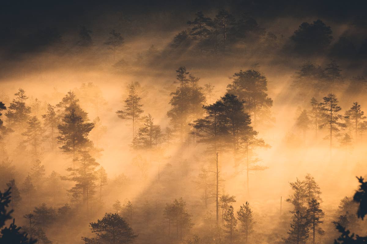 Torronsuon maagiset usvat ovat tallentuneet vuosien varrella monen kuvaajan kameran muistikortille. Ne säväyttävät joka kerta. Kuva: Eeva Mäkinen.