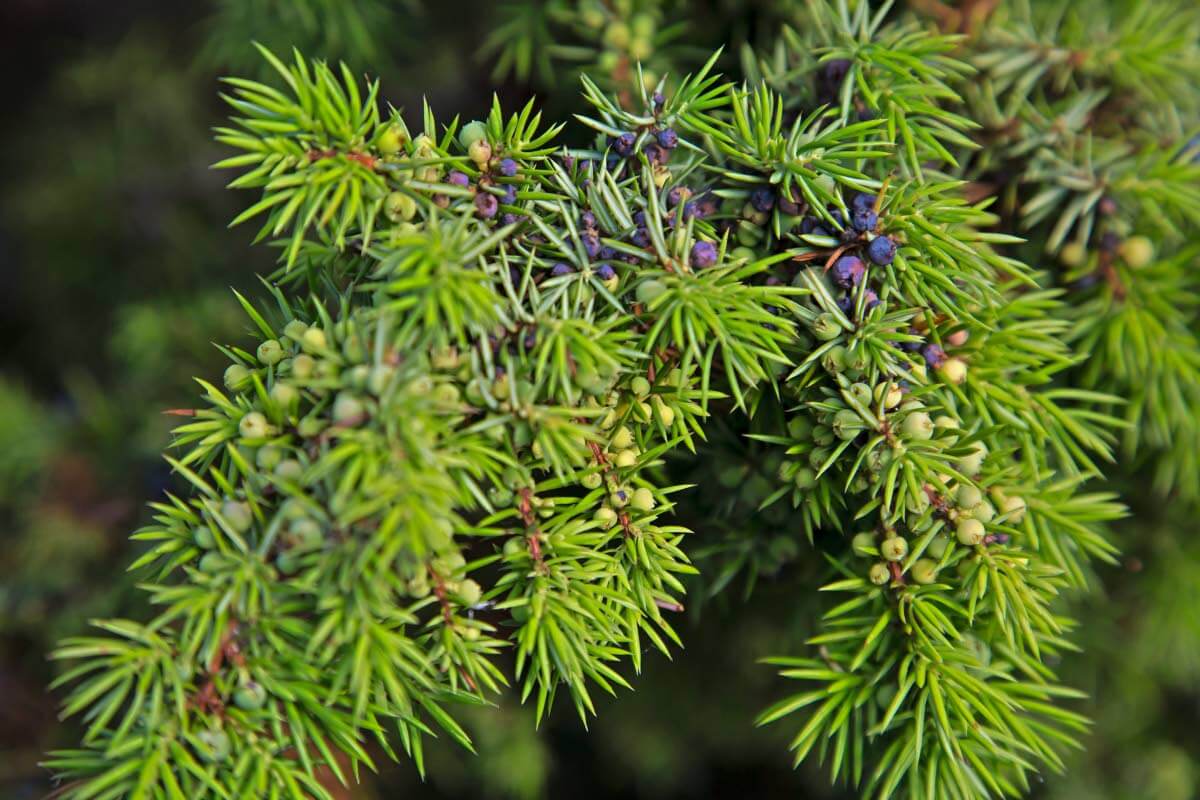 Kataja. Kuva: Aino Huotari.