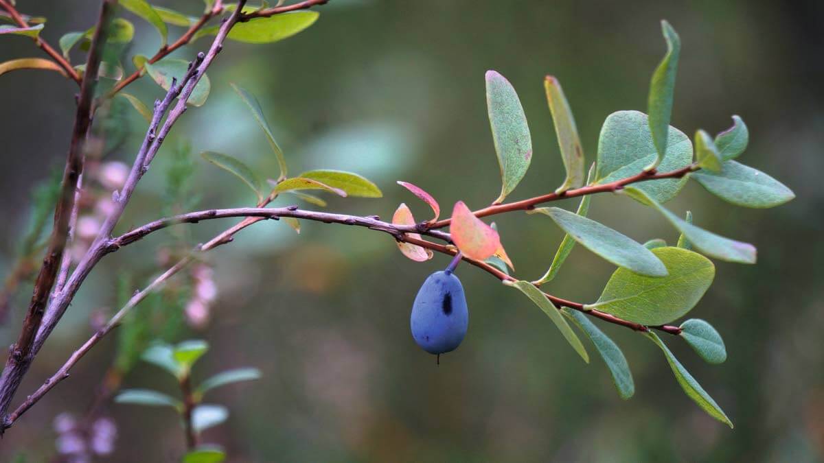 Juolukka. Kuva: Pauliina Toivanen.