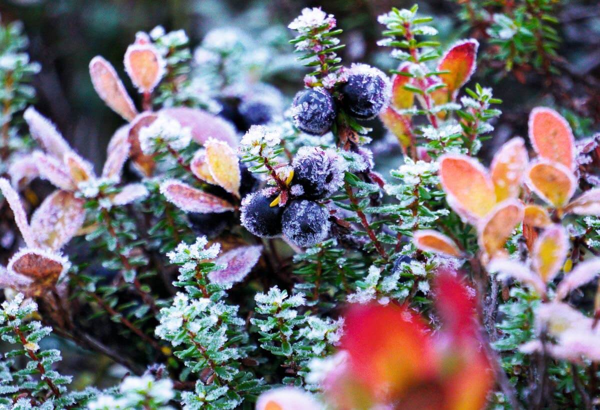 Variksenmarja. Kuva: Pauliina Toivanen.