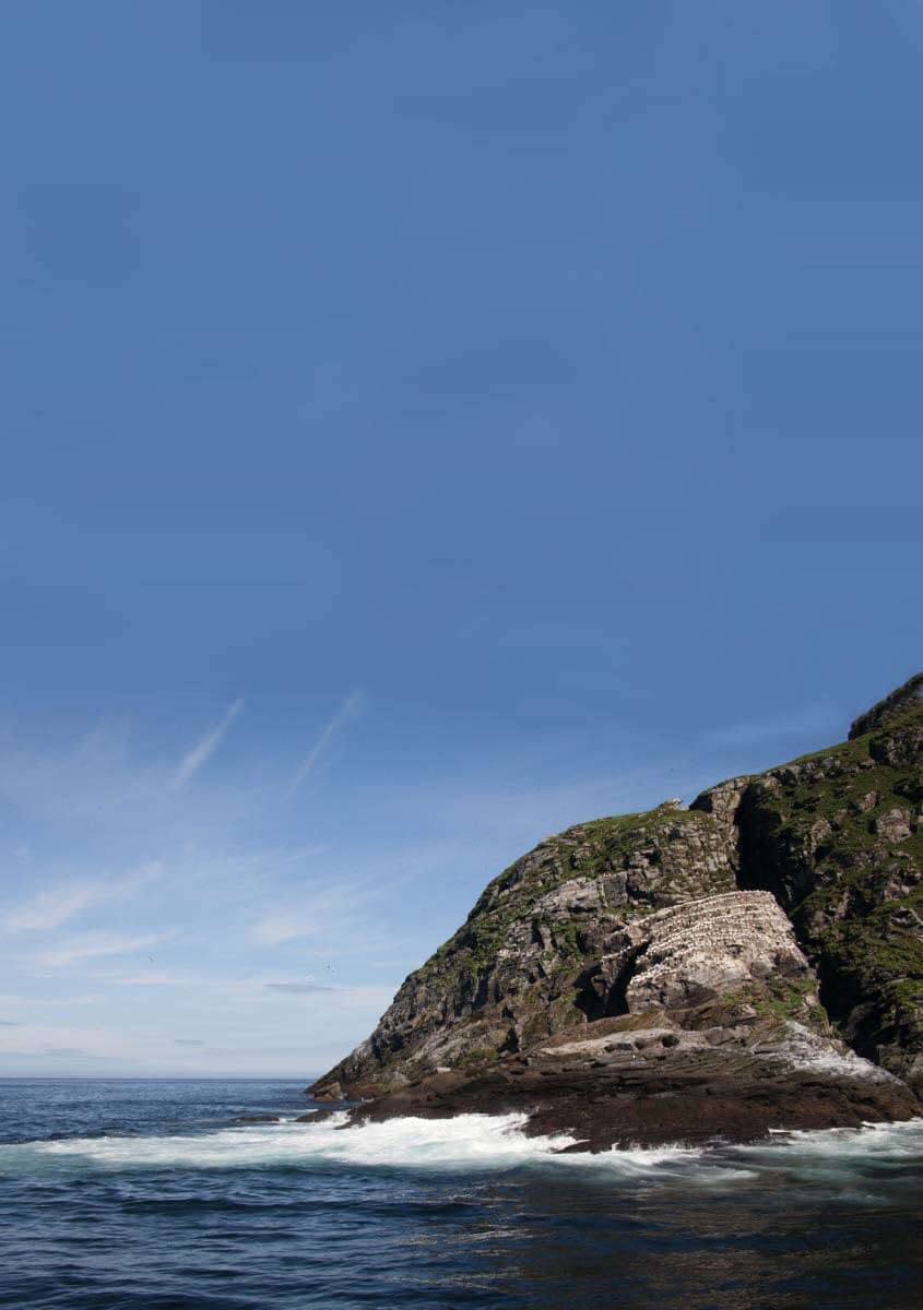 Gjesværstappanin lintuovuori