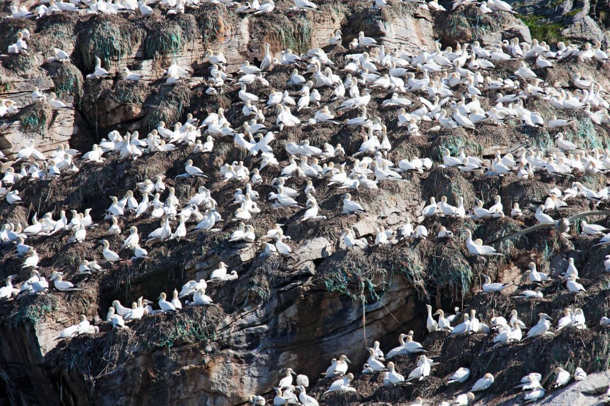Gjesværstappanilla tavattiin ensimmäiset suulat 1970–1980-lukujen taitteessa. Lintuvuorella pesivä yhdyskunta on vähitellen kasvanut huomattavaksi koloniaksi