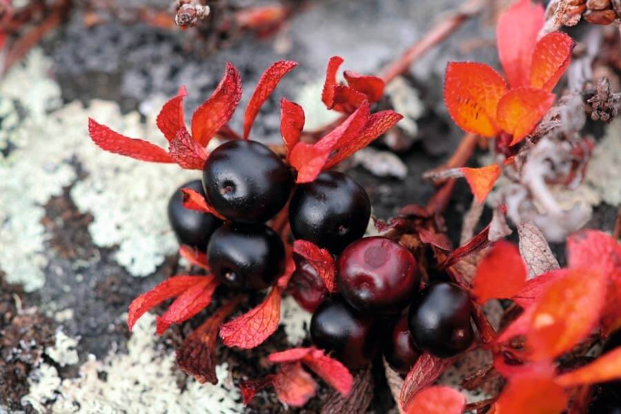 Riekonmarja. Kuva: Vastavalo.fi.