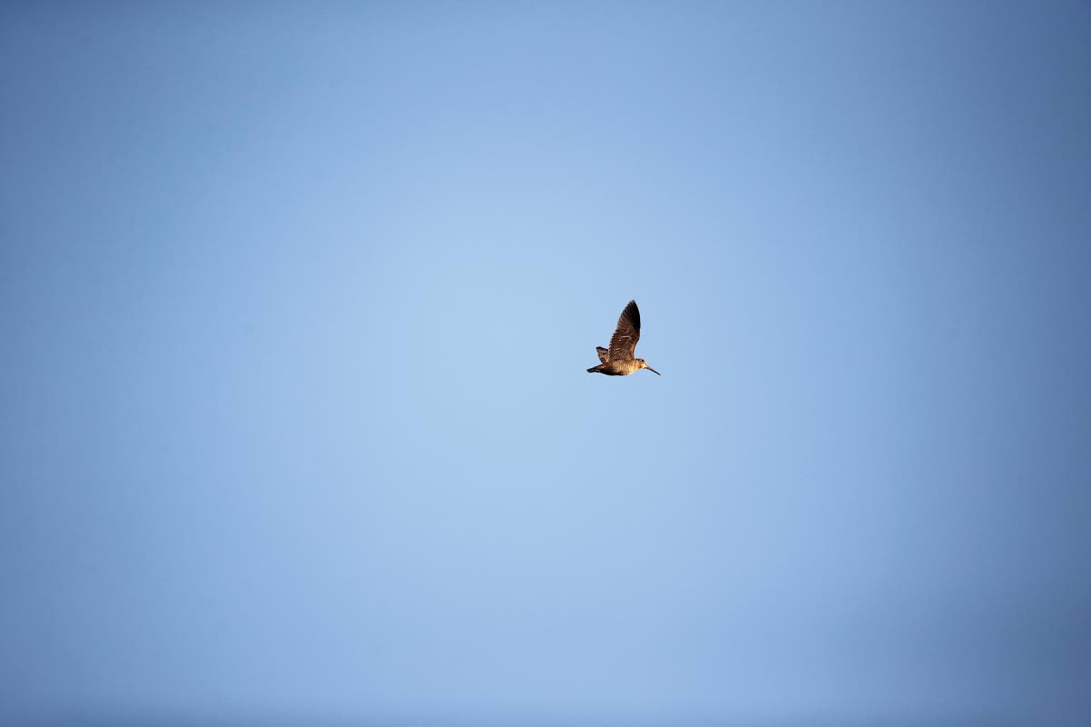 Soidinlento. Koiras haalii haaremiinsa uusia naaraita, muttei auta entisiäkään poikashoidossa. Kuva: Pertti Koskimies.