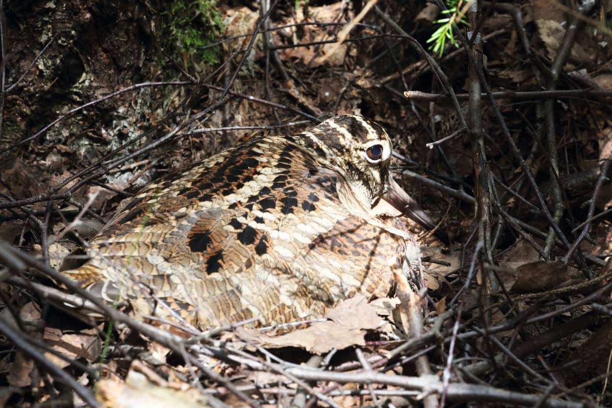 Hautova lehtokurppa maastoutuu katseilta. Kuva: Pertti Koskimies.