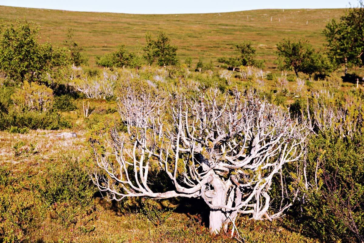 Lapinkataja. Tunturi-ilmastossa satoja vuosia elänyt kataja kehittyy keloutuessa todelliseksi luonnon taideteokseksi. Sitkeä ja matala puu säilyy pystyssä vielä vuosikymmeniä, mikäli saa olla ihmiseltä rauhassa.