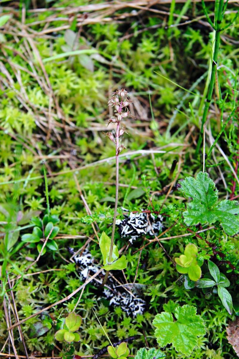Herttakaksikko, 10-20 cm korkea, melko yleinen. Havumetsät, puronvarret