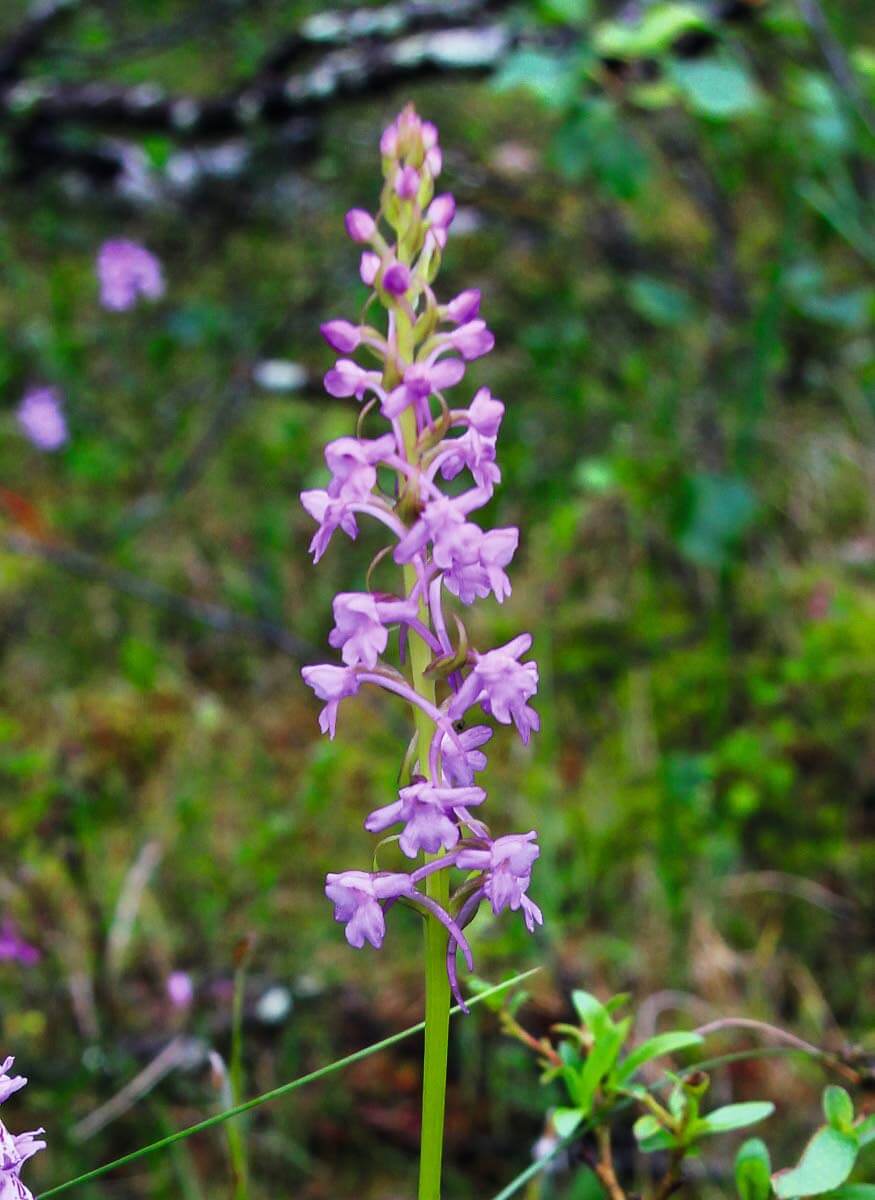 Kirkiruoho, 15-50 cm korkea, kalkinsuosija. Niityt, ahot, lettosuot