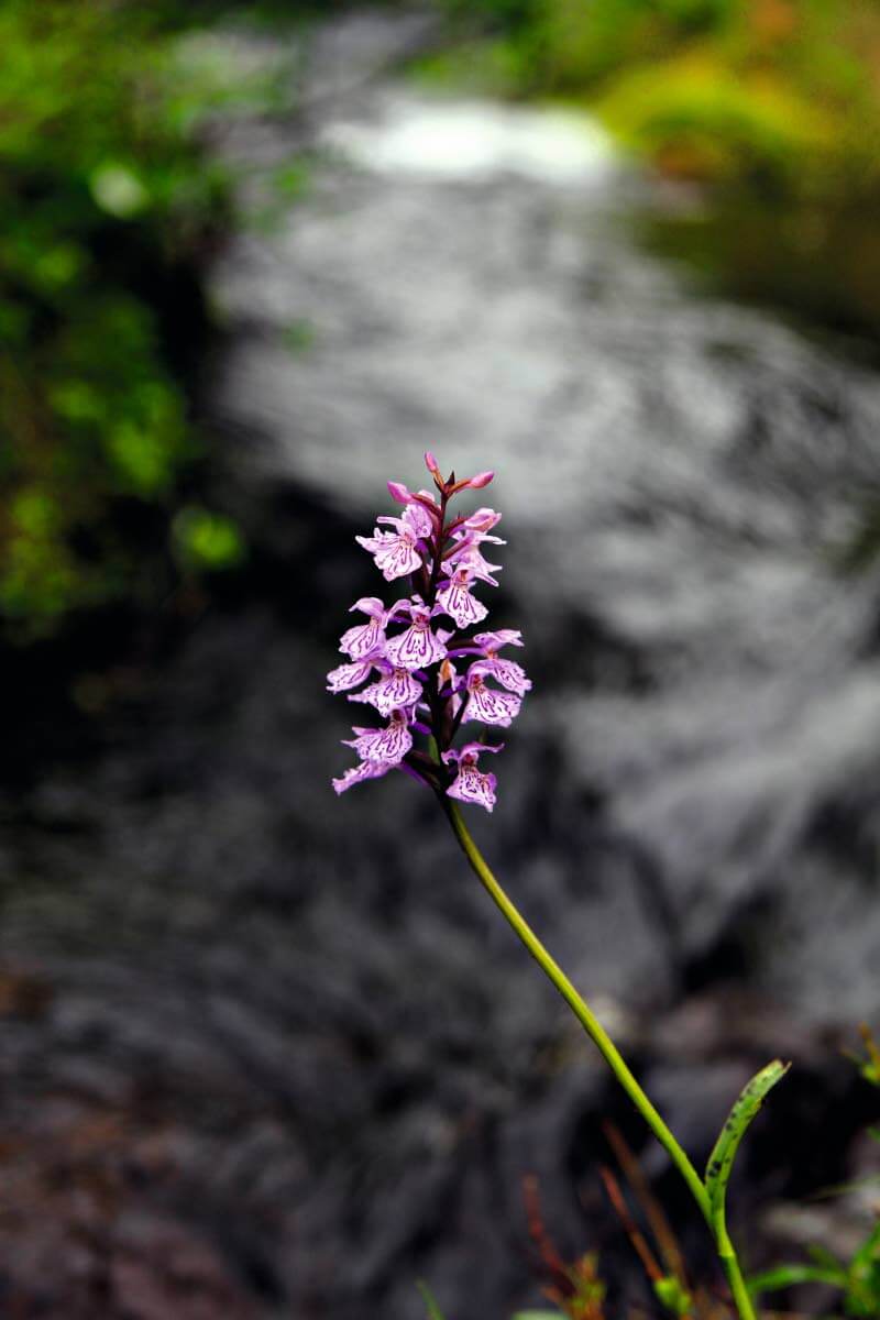 Maariankämmekkä, 20-50 cm korkea, yleinen. Soilla ja metsien kosteammissa painanteissa